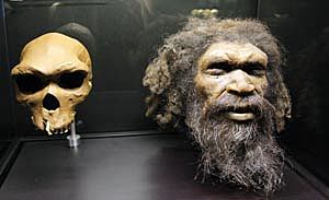 Homo heidelbergensis (Sima de los Huesos de Atapuerca)