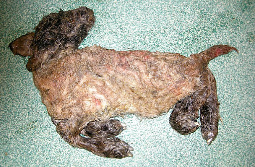 Epidemia Europea por Schmallenberg