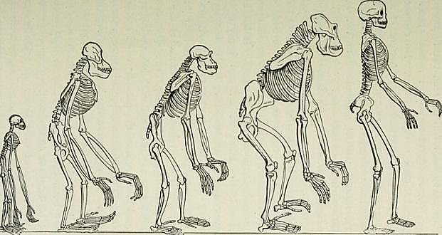 Antropología Aplicada