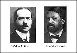 Walter Sutton y Theodor Boveri