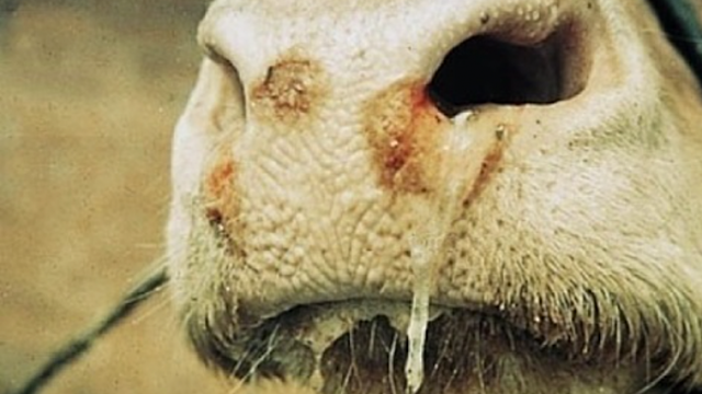 Fiebre Aftosa en México