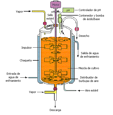 Desarrollo del fermentador agitado