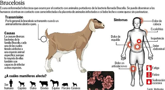 Primeros casos de Brucelosis humana