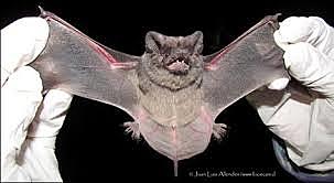 Rabia en murciélagos