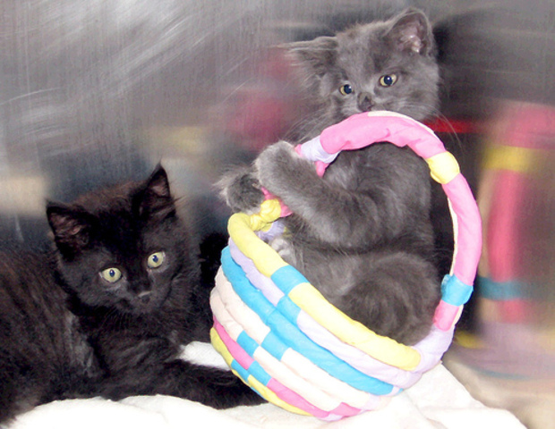 Two kittens for Thanksgiving