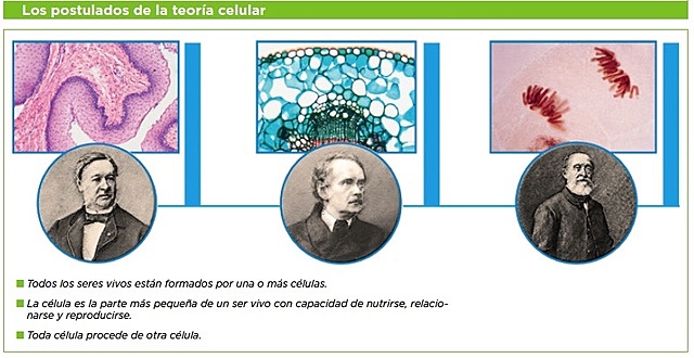 M. J. Schleiden y T. Schwann. Teoría celular: todos los organismos vivos están compuestos por células.