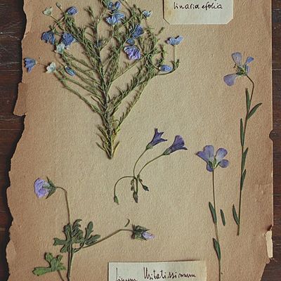 Timeline: Origen de la vida, evolucion y taxonomia