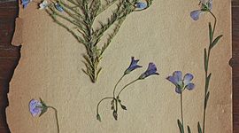 Timeline: Origen de la vida, evolucion y taxonomia