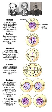 Walther Flemming, Eduard Strasburger, Edouard van Beneden.