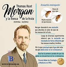 Uso de moscas para experimentos geneticos por Thomas Hunt Morgan