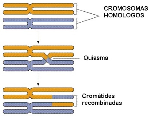 1931 Entrecruzamiento cromosómico