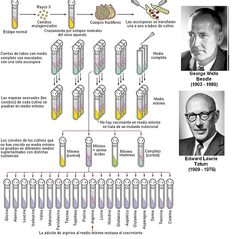 Edward Lawrie Tatum y George Wells Beadle
