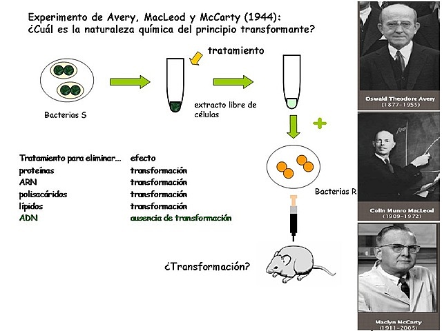 Oswald Avery, Colin McLeod y Maclyn McCarty.