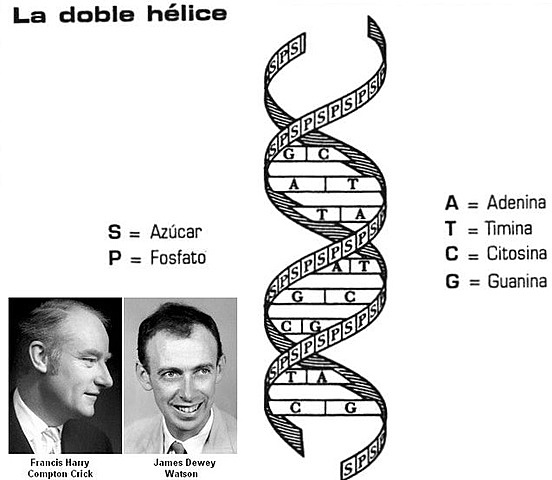 James Watson y Francis Crick.
