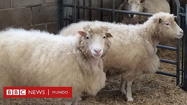 Investigaciones oveja Dolly