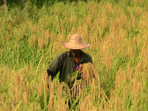 Reconocimiento Legítimo Comunidades Negras/1995