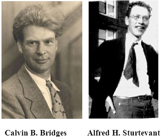 Calvin Bridges y Alfred Henry Sturtevant