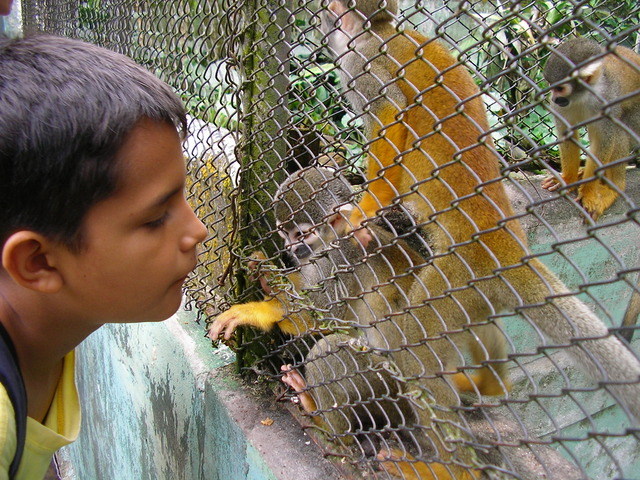 En la manana despues desayuno, visitamos el zoologico y conocemos unos monos curiosos.
