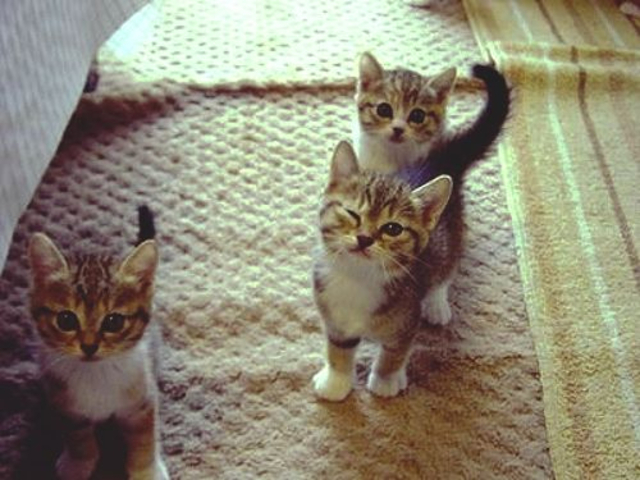 Kaiser Wilhelm abdicates