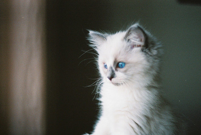 Bruning becomes chancellor