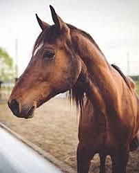 Primer Cavall Germna