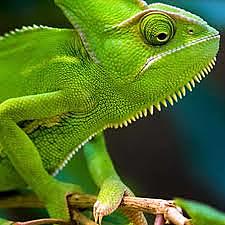 adopció del meu camaleó