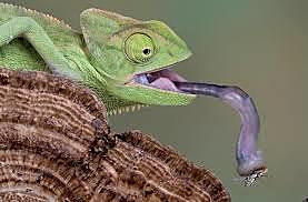 mort del meu camaleó