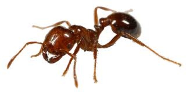 red Fire Ants