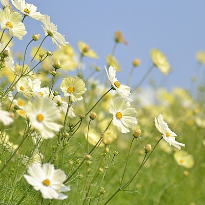 Timeline: Редкие растения и их местоположение