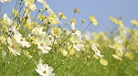 Timeline: Редкие растения и их местоположение