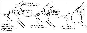 DIFERENCIAS NEUROFISIOLÓGICAS DE LA MEMORIA