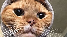 Timeline: España 1500-1700