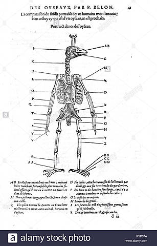 Pierre Belon y Ulises Aldrovandi