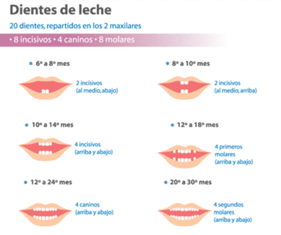 mis primeros dientes