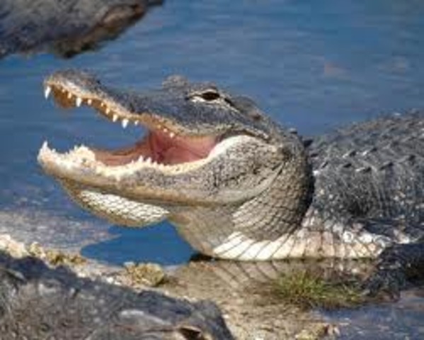 Everglades National Park