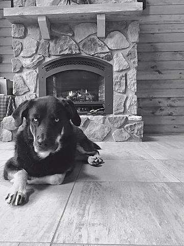 Mon chien Roxy est décédée