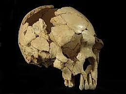 Homo heidelbergensis (encontrado en la Sima de los Huesos de Atapuerca)