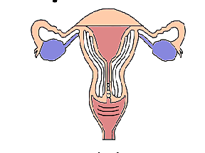 Operaciones (La cirugía de esterilización)
