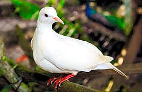 adoptem una tòrtora