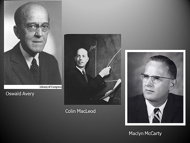 El ADN es el principio transformante.