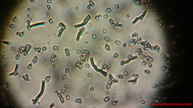Término Bacteria