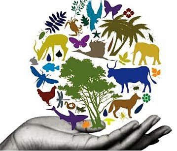 DIVERSIDAD BIOLÓGICA. DECRETO 2372 DE 2010