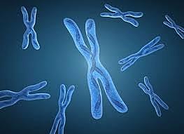 conducta del cromosoma