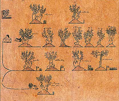 PLANTACIÓN DE ÁRBOLES