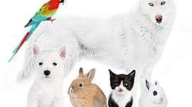 Timeline: Orígenes de los estudios etológicos