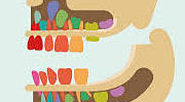 Timeline: DESARROLLO DE LA DENTICION