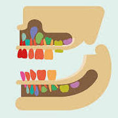Timeline: Desarrollo de la Dentición