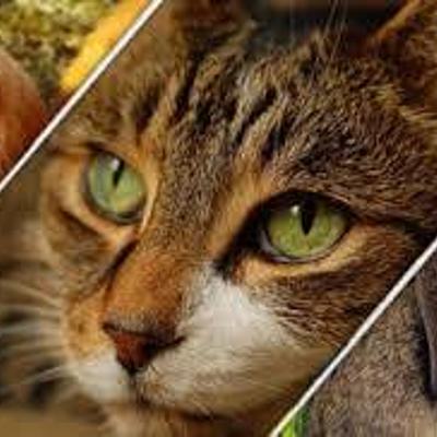 Timeline: HISTORIA DE LA ETOLOGIA