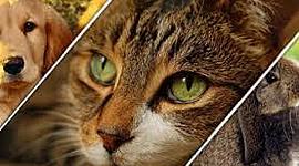 Timeline: HISTORIA DE LA ETOLOGIA