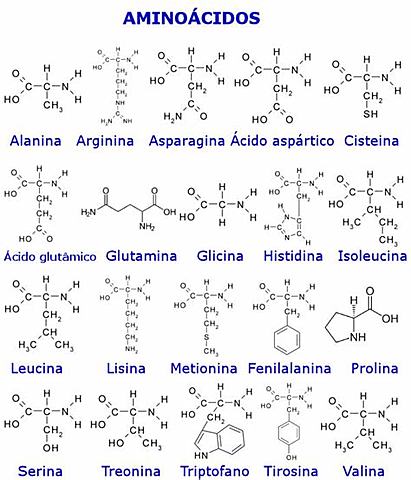 Aminoácidos escenciales.